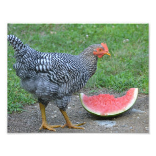 Watermelon Chicken Photo Print Fototryck