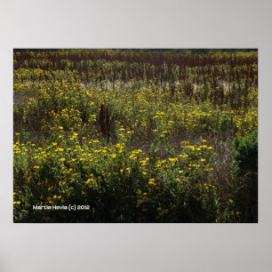 Watsonville Fält av Van Gogh Poster