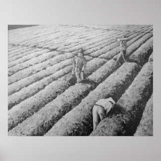 Watsonville Migrant Mexikanska arbetare Poster