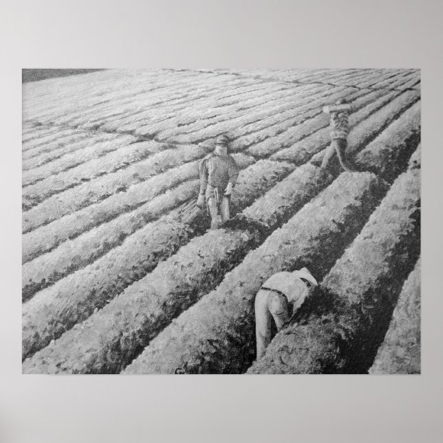 Watsonville Migrant Mexikanska arbetare Poster (Framsidan)