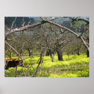 Watsonville Orchard Poster