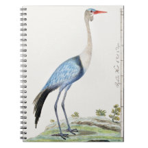 Wattled Crane