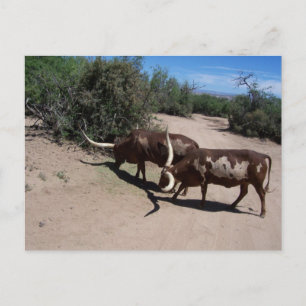 Watusi Ankole Cattle Vykort