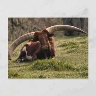 Watusi Cow Vykort