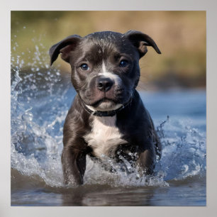 "Wave Chaser: A Staffy Puppy at Play in Ocean" Poster