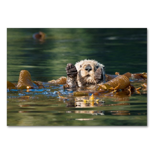 Wave Sea Otter Bordsnummer (Framsidan)