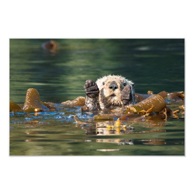 Wave Sea Otter Fototryck (Framsidan)