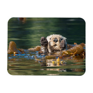Wave Sea Otter Magnet