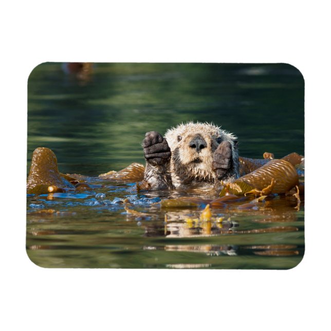 Wave Sea Otter Magnet (Horisontell)