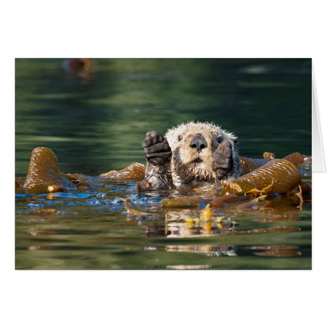 Wave Sea Otter OBS Kort (Framsidan Horizontal)
