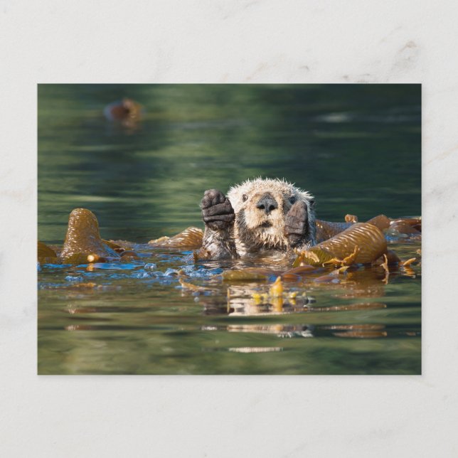 Wave Sea Otter Vykort (Framsida)