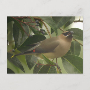 Waxwing med Berry Vykort