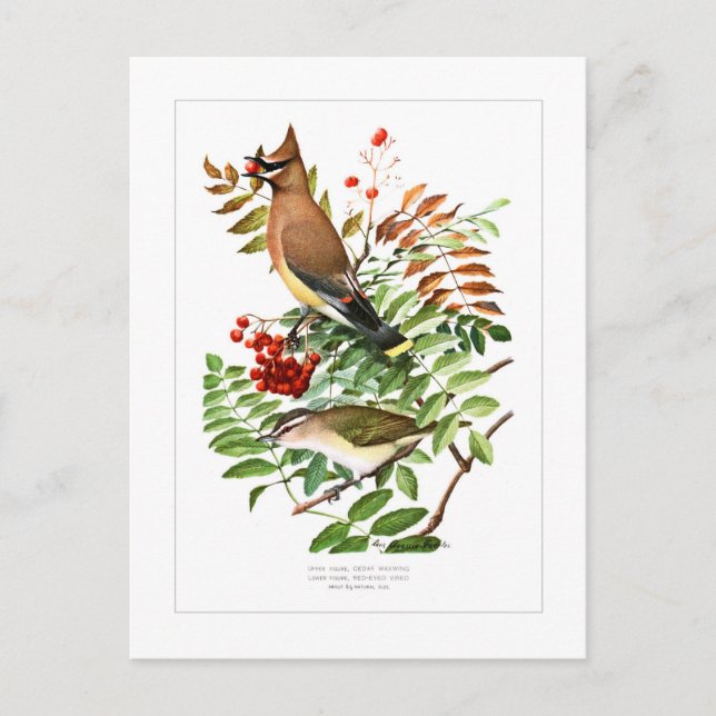 Waxwing och Vireo Vykort (Framsida)
