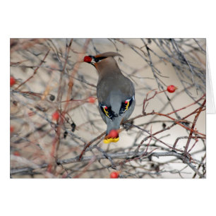Waxwingfotokort OBS Kort