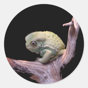 Waxy Monkey Frog Runt Klistermärke