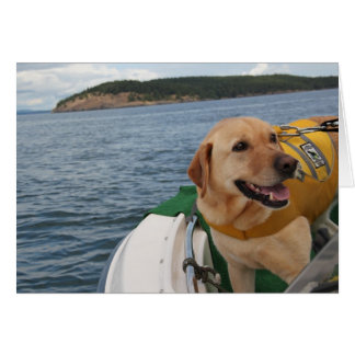 Waylon på arbetsbeskyddhundar Labrador OBS Kort