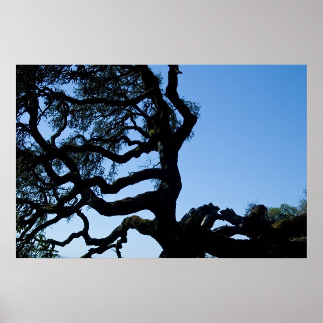 Wayward Oak Poster (Framsidan)