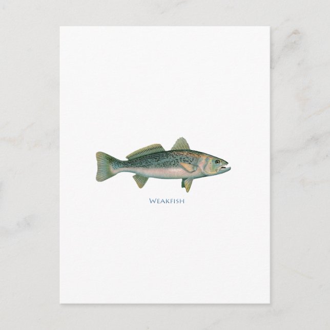 Weakfish Vykort (Framsida)