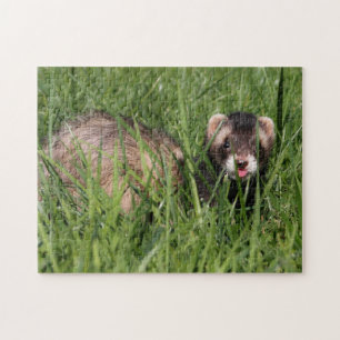 Weasel Garden Puzzle - Sable Ferret Pussel
