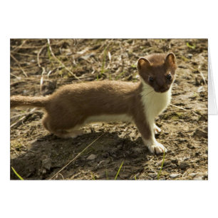 Weasel, Kort-stjärtad Hälsningskort