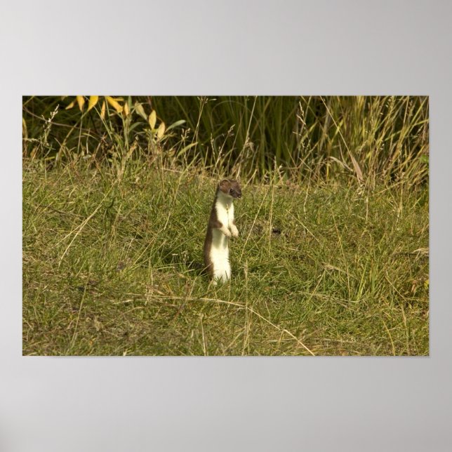 Weasel, Kort-stjärtad Poster (Framsidan)