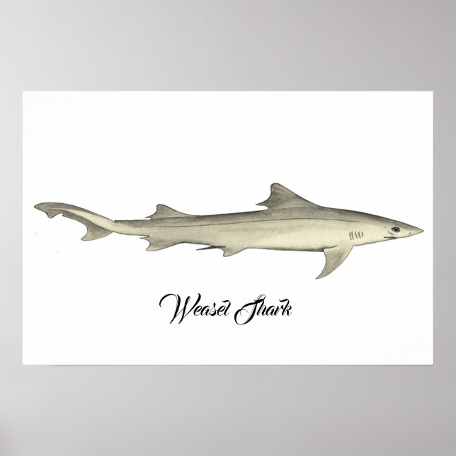 Weasel Shark Poster (Framsidan)