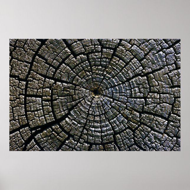 Weasted Träd Growth Ringar Aztec Ruins Monument Poster (Framsidan)
