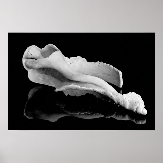 Weatherd Conch Poster (Framsidan)