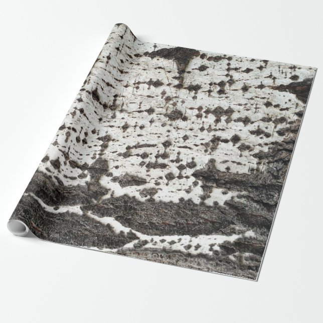 Weathered birch trunk presentpapper (Utrullad)