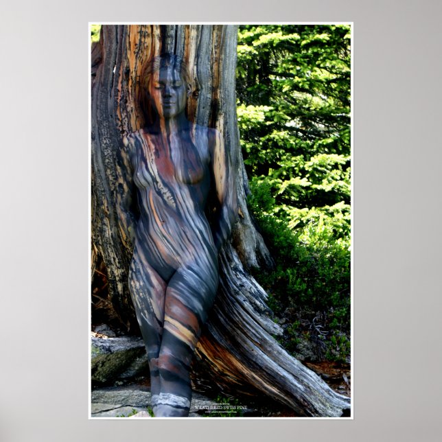 Weathered Swiss Pine by Johannes Stötter Poster (Framsidan)