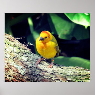 Weaver Bird Poster - R - 1948