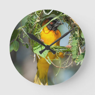 Weaver Bird Rund Klocka