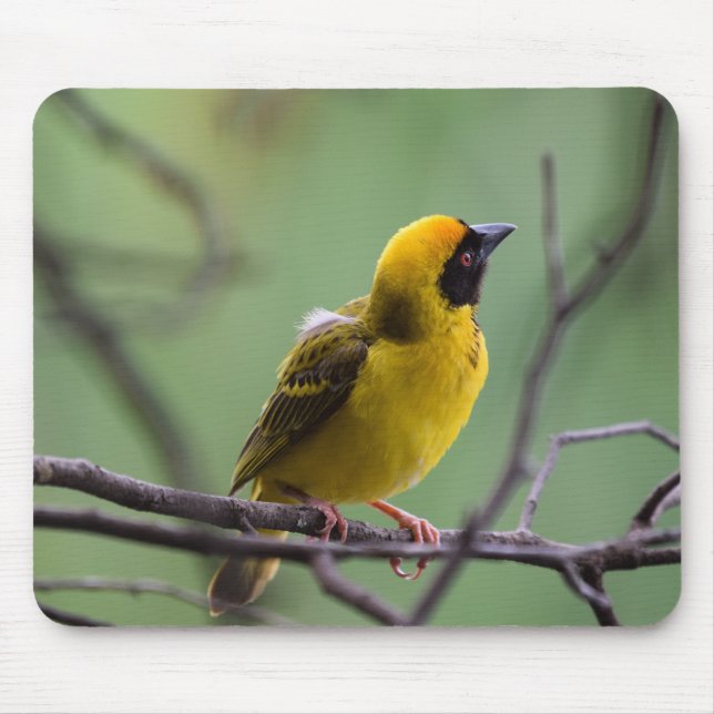 Weaver, fågel, Gult Musmatta (Framsidan)