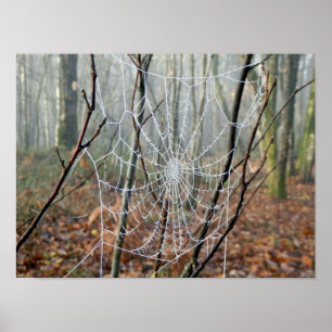 Webben av affischen för européträdgårdspindel poster