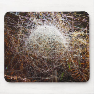 Webben av Musmattan Filmy Dome Spider Musmatta