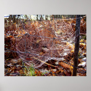 Webben av Poster av europeiska Garden Spider