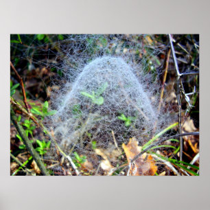 Webben av Poster filmy Dome Spider