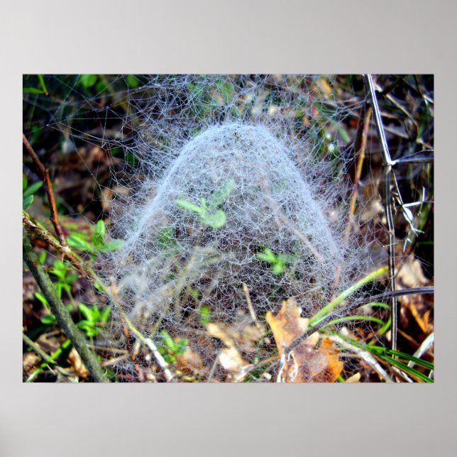 Webben av Poster filmy Dome Spider (Framsidan)