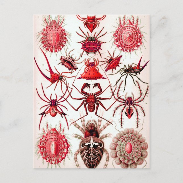 Webben Crawlers vykort (Framsida)