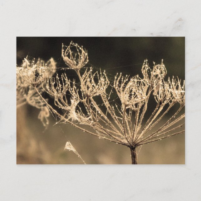 Webben och Vatten i Sepia Vykort (Framsida)