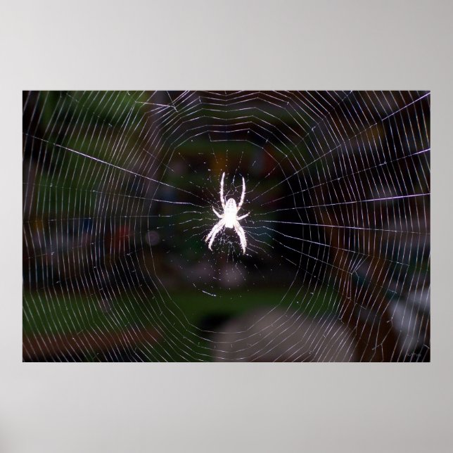 Webben Spiders Poster (Framsidan)