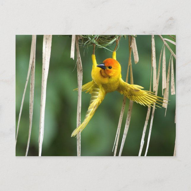 Weber Bird Vykort (Framsida)