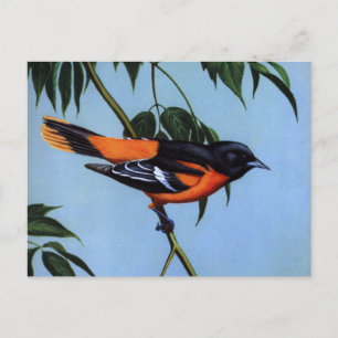 Webers Baltimore Oriole Vykort