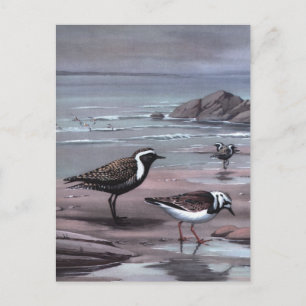 Webers Plovers & Turnstones Vykort
