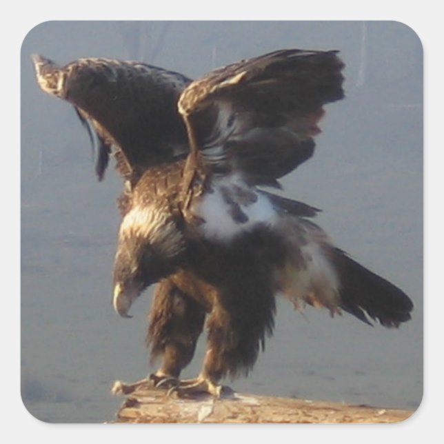 Wedge Tails Eagle - Sticker Fyrkantigt Klistermärke (Framsida)