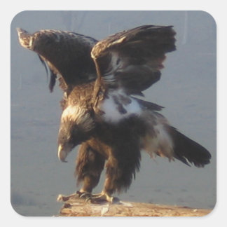 Wedge Tails Eagle - Sticker Fyrkantigt Klistermärke