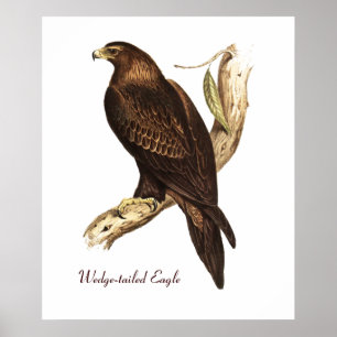 Wedge Tlade Eagle. En storartad fågel av Ber Poster