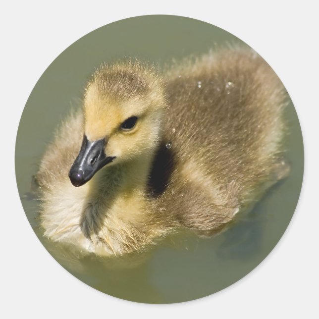 Wee Goose Swimming Runt Klistermärke (Framsida)
