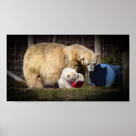 Wee Hamish Polar Bear Unge Poster