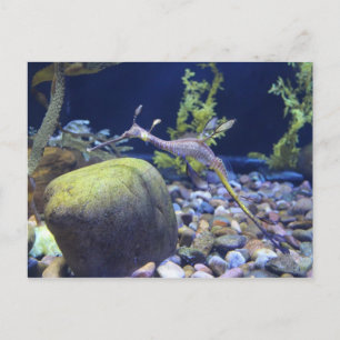 Weedy Seadragon nr 1 Vykort